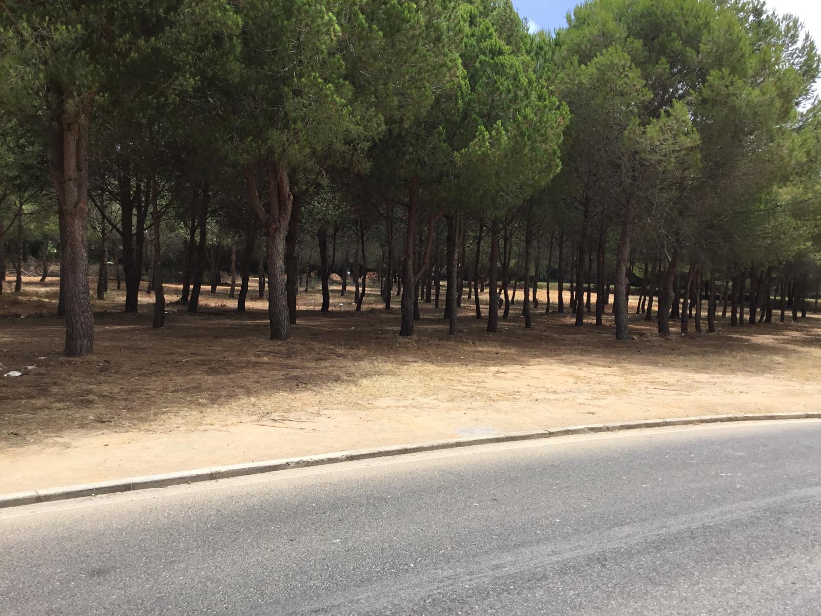 Pinhal Rua das Cássias